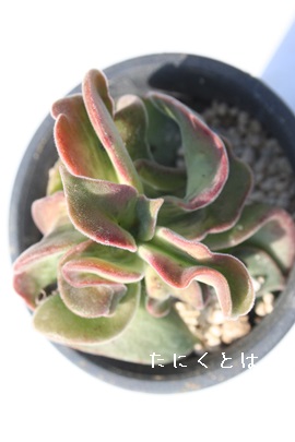 vxbZXXg[TAGPxA-Echeveria coccinea cv 'pubescens' monst