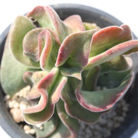 vxbZXXg[TAGPxA-Echeveria coccinea cv 'pubescens' monst