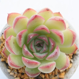 vhTiAGPxA-Echeveria 'Pulidsayana'