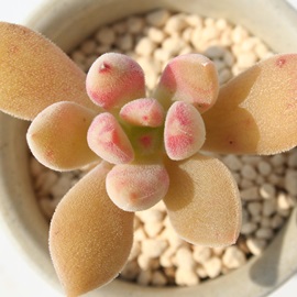 バーバラ、エケベリア属-Echeveria 'BARBARA'