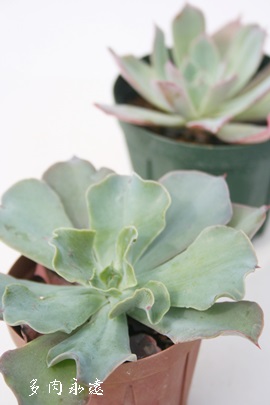 u[O[AGPxA-Echeveria cv 'Blue Lagoon'