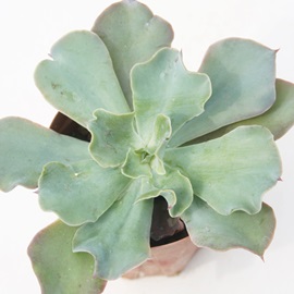 u[O[AGPxA-Echeveria cv 'Blue Lagoon'