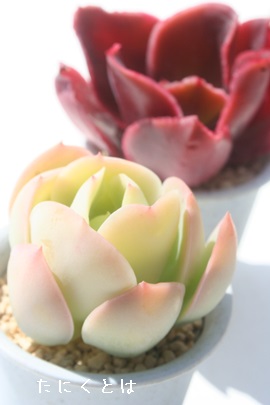 s[`vfAGPxA-Echeveria 'PEACH PLIDE'