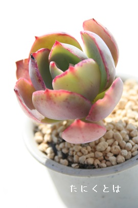 pE_[u[AGPxA-Echeveria 'Powder Blue'