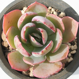 パウダーブルー、エケベリア属-Echeveria 'Powder Blue'