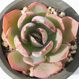 pE_[u[AGPxA-Echeveria 'Powder Blue'