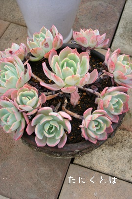 パウダーブルー、エケベリア属-Echeveria 'Powder Blue'