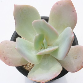 PA͂قAGPxA-Echeveria cv 'HAKUHOU'