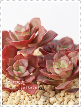 gPAׂɂЂAGPxA-Echeveria bicolor var. bicolor