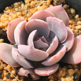 sL[AGPxA-Echeveria cv 'Pinky'