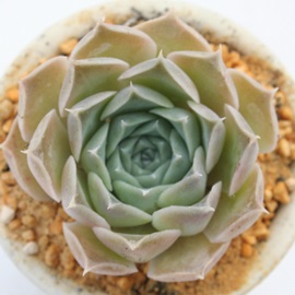 qAiAGPxA-Echeveria cv 'HIARINA'