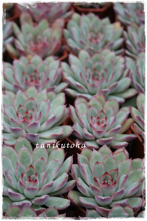 v[AGPxA-Echeveria cv 'Plelinze'