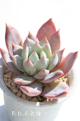 u[o[hAGPxA-Echeveria cv 'Blue Bird'