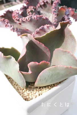 o[iAGPxA-Echeveria cv 'Ballerina'