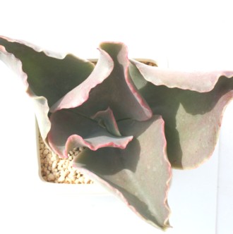 o[iAGPxA-Echeveria cv 'Ballerina'