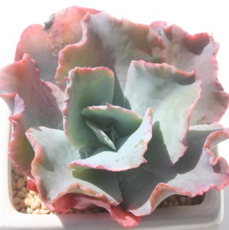 t@CA[Ip[AGPxA-Echeveria cv 'Blue Jay'