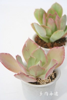 vvi[^AGPxA-Echeveria cv 'Plipnata'