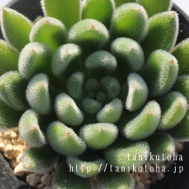 sTXAGPxA-Echeveria pilosas