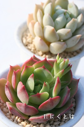 yCebhfB[AGPxA-Echeveria cv 'Plelinze'