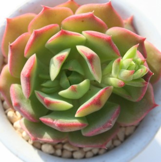 yCebhfB[AGPxA-Echeveria cv 'Painted Lady'