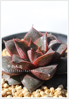 gaAׂɂ܂ƁAGPxA-Echeveria purpusorum cv 'BENIYAMATO'