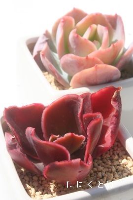 ps[Y[YAGPxA-Echeveria cv 'Pappy'z Rose'