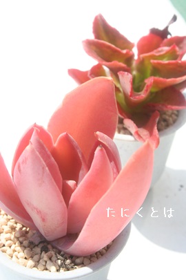 sNpT[AGPxA-Echeveria cv 'Pink Panther'