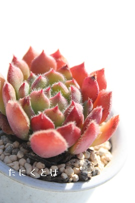 o[WbvAGPxA-Echeveria cv 'Virgin Lip'