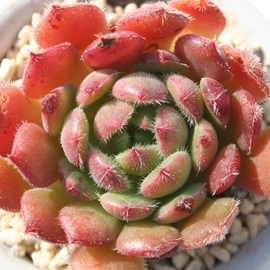 バージンリップ、エケベリア属-Echeveria cv 'Virgin Lip'