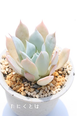 u[NEhAGPxA-Echeveria cv 'Blue Cloud'