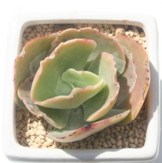 ufB[AGPxA-Echeveria cv 'Blondy'