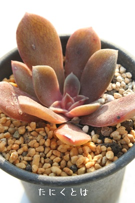 r[hRbLlAAGPxA-Echeveria cv coccinea