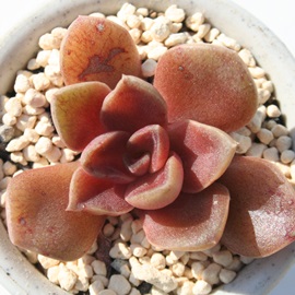 r[hRbLlAAGPxA-Echeveria cv coccinea