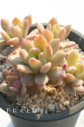 tF{XAGPxA-Echeveria sp