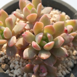 tF{XAGPxA-Echeveria sp