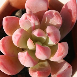 t@L[AGPxA-Echeveria cv 'Funkii'