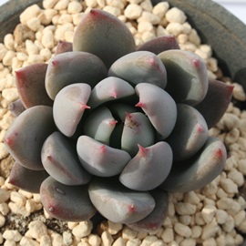 ؔlA͂ȂтAGPxA-Echeveria cv 'HANABIJIN'