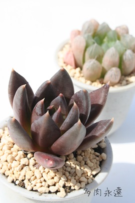 ubNLOAGPxA-Echeveria Black King