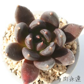 ubNLOAGPxA-Echeveria Black King