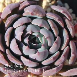 u[x[^g,GPxA-Echeveria Blueberry Talt