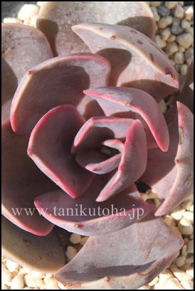 sNXJC,sNXJCʔ,sNXJCgt,sNXJCĕB₵,sNXJCt,GPxA-Echeveria Pink sky