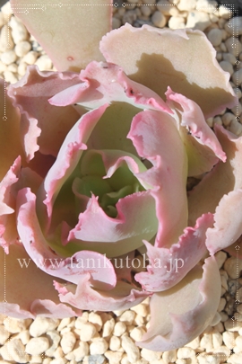 yfBOsN,yfBOsNʔ,yfBOsNgt,yfBOsNĕB₵,yfBOsNt,GPxA-Echeveria Pink sky