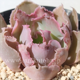 yfBOsN,GPxA-Echeveria sp