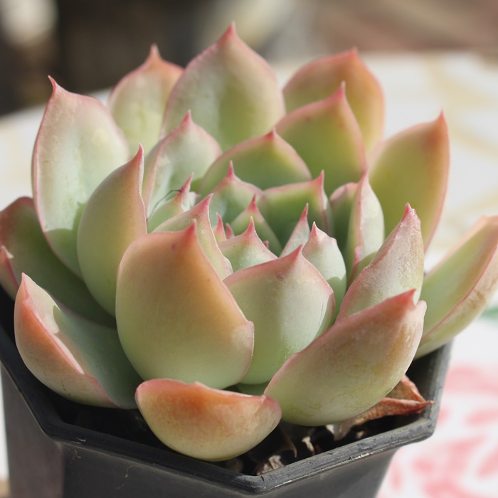 t`[Y,t`[Yʔ,t`[Ygt,t`[YĕB₵,t`[Yt,GPxA-Echeveria FRENCH ROSE