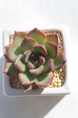 t@C[s[,t@C[s[ʔ,t@C[s[gt,t@C[s[ĕB₵,t@C[s[t,GPxA-Echeveria FIRE PILLAR