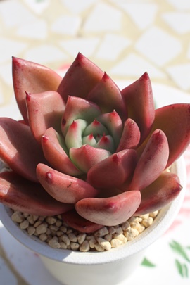 sNnj[,sNnj[ʔ,sNnj[gt,sNnj[ĕB₵,sNnj[t,GPxA-Echeveria PINK HONEY