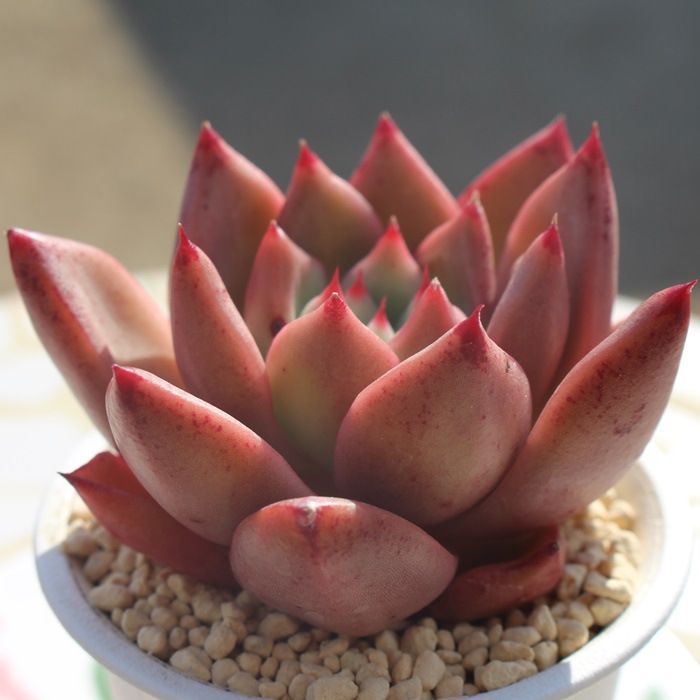 ピンクハニー,多肉植物ピンクハニー紅葉,ピンクハニー殖やし方,ピンク