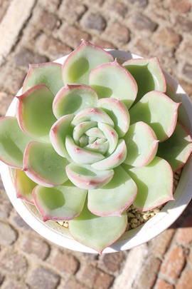 ubNX,GPxA,GPxÃubNXʔ,GPxÃubNXĕ₵-Echeveria black swan,iɂƂ