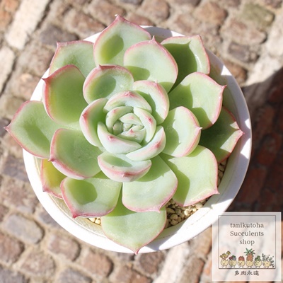 v`i,GPxA,GPxÃv`iʔ,GPxÃv`iĕ₵-Echeveria platinum,iɂƂ