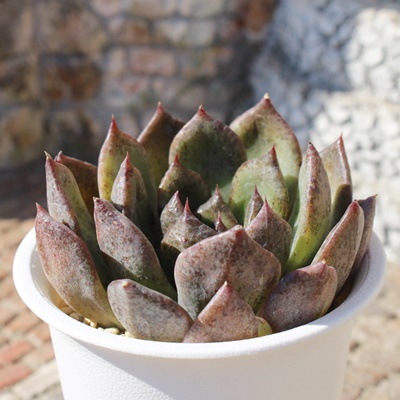 ubNV[,GPxA,GPxÃubNV[ʔ,GPxÃubNV[ĕ₵-Echeveria blackshowar,iɂƂ